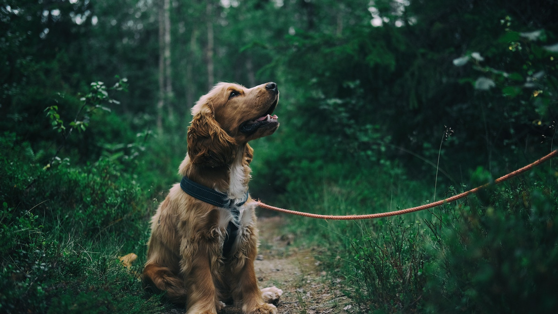 The Benefits of Getting a Well Grown / Adult Dog